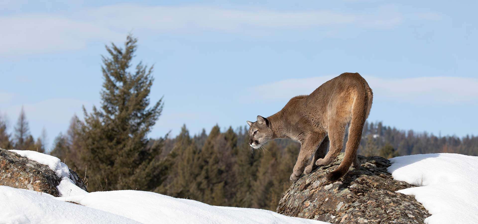 Mountain Lion Hunts